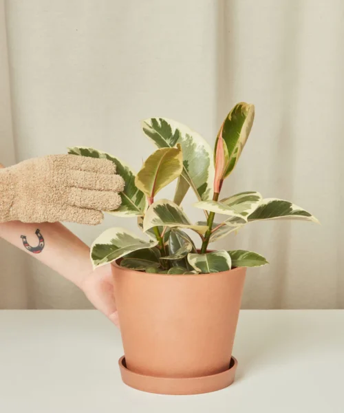Ficus Tineke